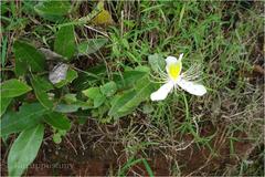 Capparis brevispina